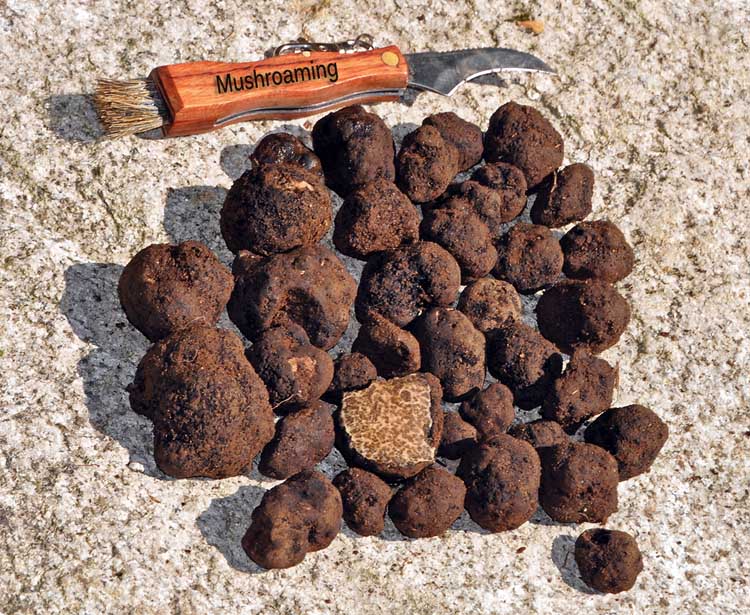 Truffles in the Pacific Northwest Mushroaming Daniel Winkler's